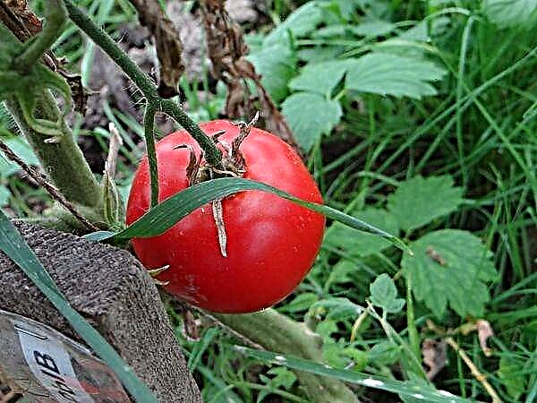 Përshkrimi dhe karakteristikat e shpërthimit të varieteteve të domates