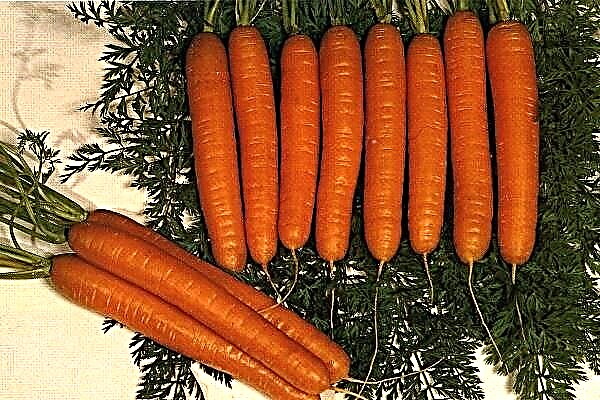 Description and characteristics of the queen of autumn carrot variety