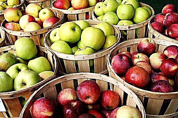 45 legjobb fajta nyári, őszi és téli alma