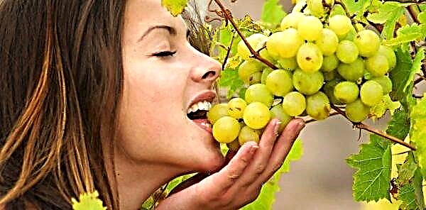 Is het mogelijk om druiven te eten met zaden en bij het afvallen