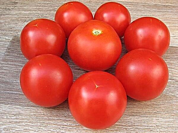 Tomatisordi Sanka omadused ja kirjeldus