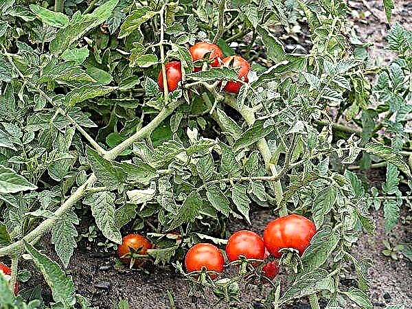 Nga ahuatanga me te whakaahuatanga o te momo Nikola tomato