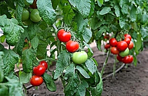 Hali gali tomatisordi üksikasjalik kirjeldus ja omadused