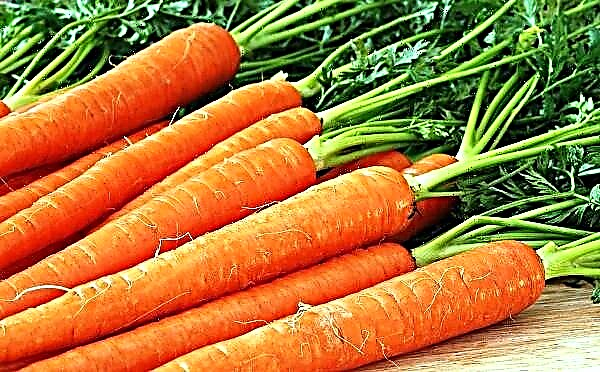 14 beste gulrøtter for vinteroppbevaring