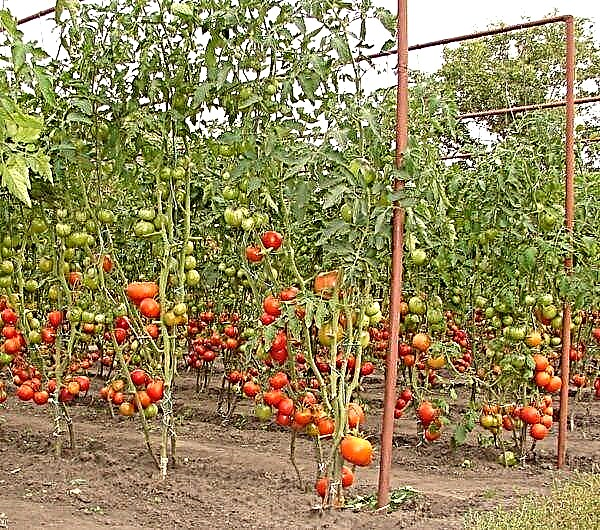 Φύτευση και καλλιέργεια ντοματών στον ανοιχτό χώρο στη Λευκορωσία
