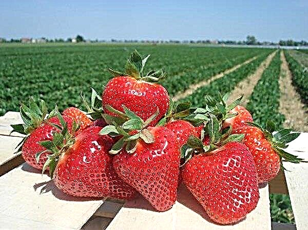 Deskripsi rinci dan karakteristik varietas strawberry jolie ....