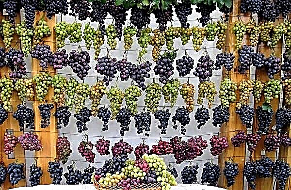 21 migliori varietà di uva in diverse categorie