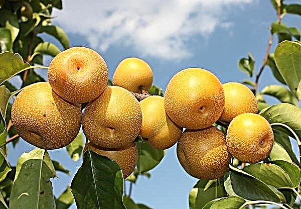 ការពិពណ៌នានិងពូជនៃ pear ចិន