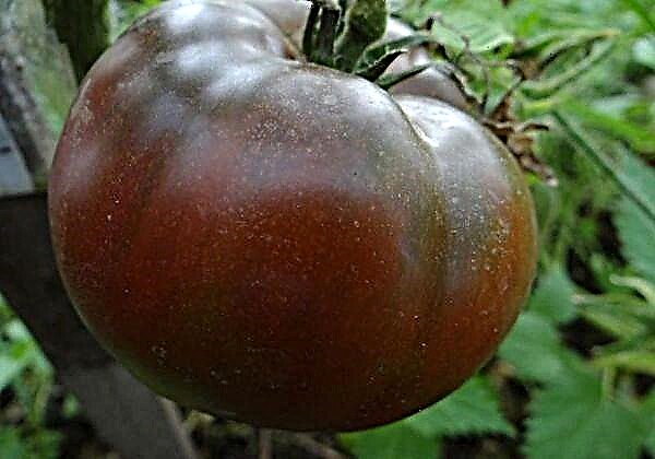 Shokolad mo''jizasi pomidor navining xususiyatlari va tavsifi
