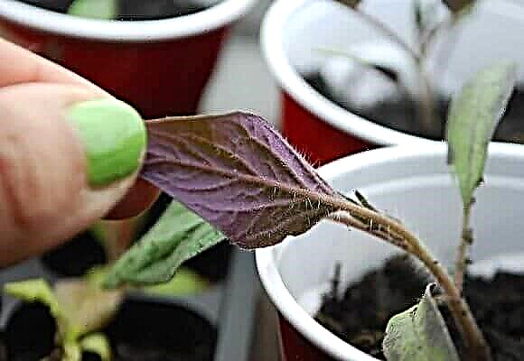 Tại sao cây con cà chua lại chuyển sang lá màu tím