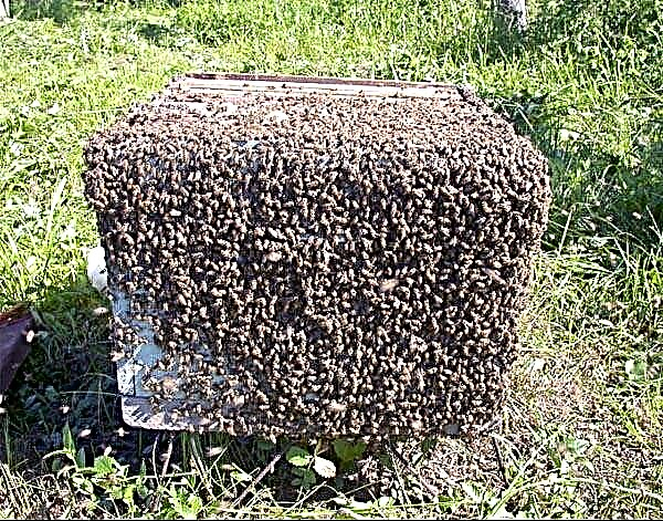 สาเหตุของการจับกลุ่มผึ้ง