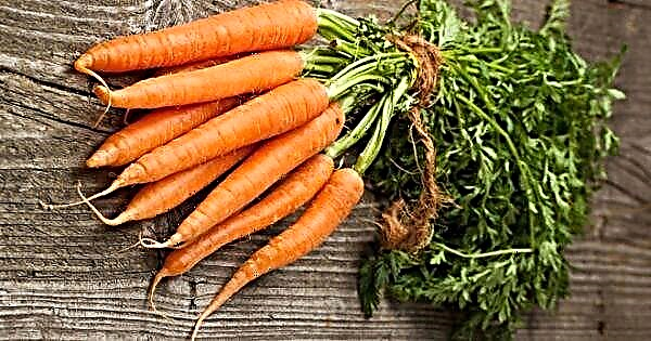 4 modi per piantare le carote