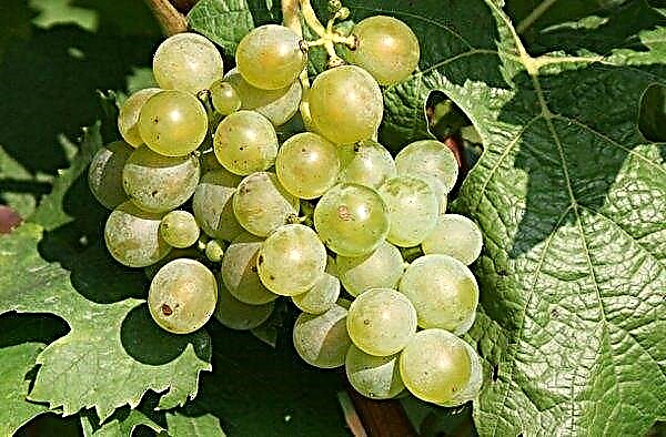 7 ແນວພັນ grape ແຂງທີ່ສຸດ