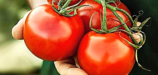 Придобивките и штетите на доматите за човечкото тело