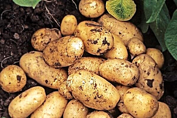 감자 품종 Adretta의 자세한 설명 및 특성
