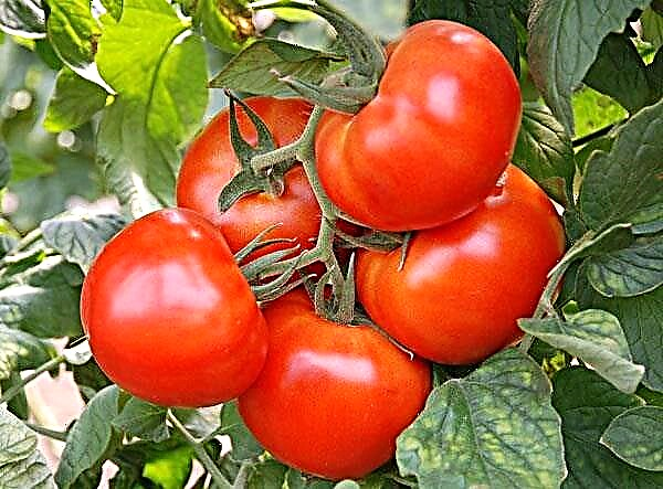 Katrangan lan karakteristik 3 jinis tomat andromeda