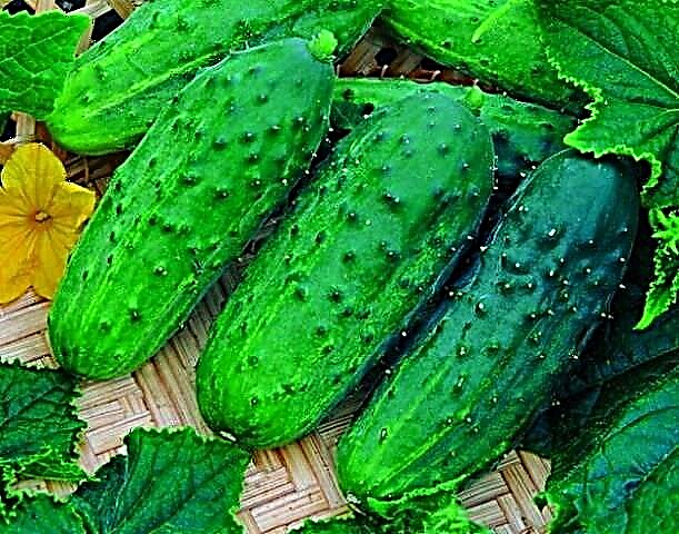 Description and characteristics of the meringue f1 cucumber variety