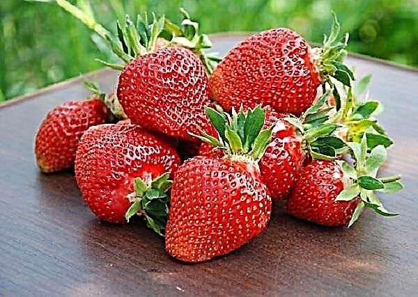 Une description détaillée de la variété de fraise Clery