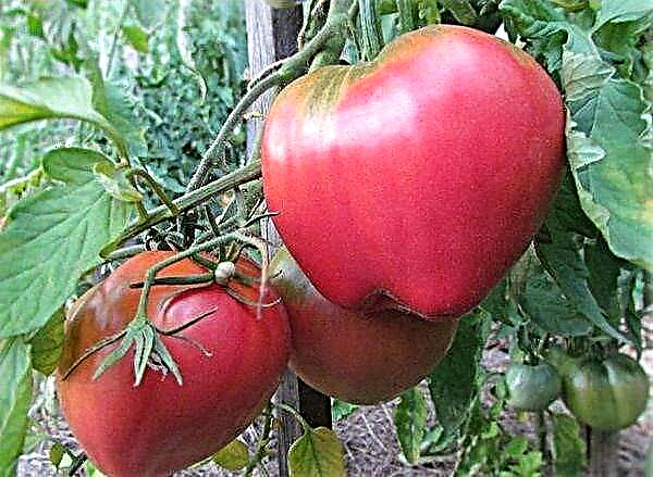 Descrición detallada e características da variedade de tomate batianya