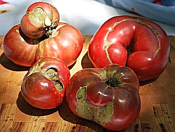 25 болести и 7 штетници од домати