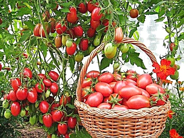 Deskripsi dan karakteristik varietas tomat Chio chio san