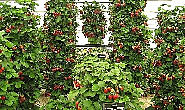 Korrekt skötsel och odling av klättrande jordgubbar