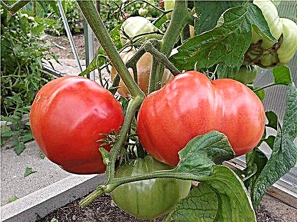 Charakterystyka i opis odmiany pomidora Pink Elephant