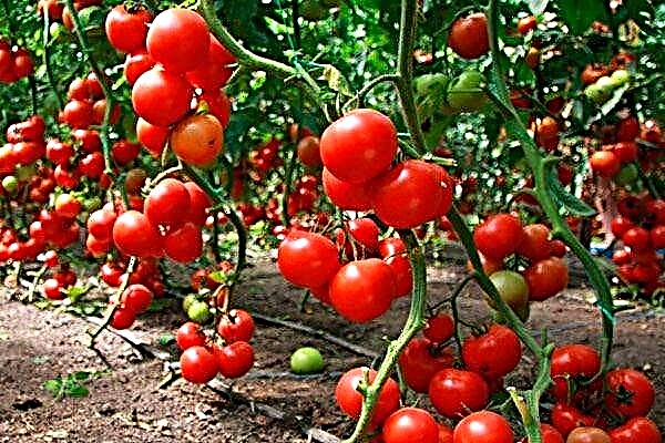 Ĝusta agrikultura teknologio por kultivado de tomatoj