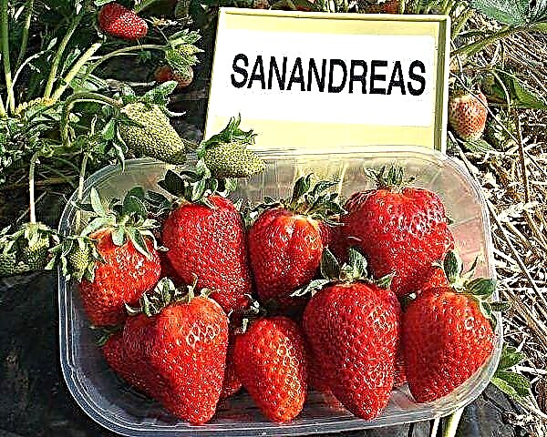 Popis a vlastnosti jahodovej odrody San Andreas