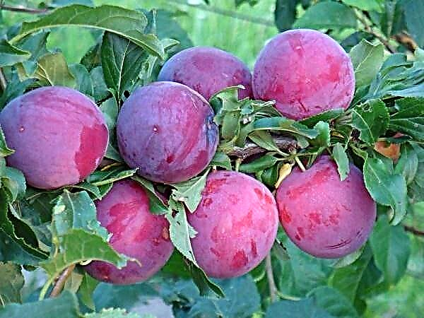 Une description détaillée de la variété de prune de cerisier Kuban comète