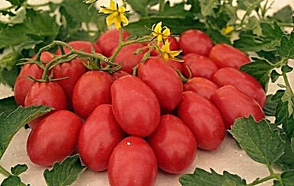 Detaillierte Beschreibung und Eigenschaften der Rucola-Tomatensorte