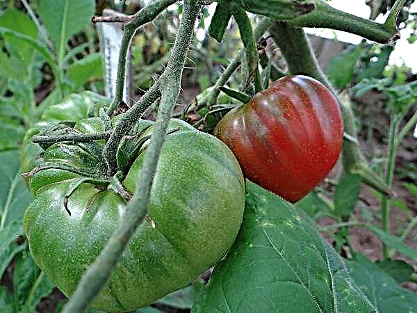 Kjennetegn og beskrivelse av tomatsorten Vannmelon