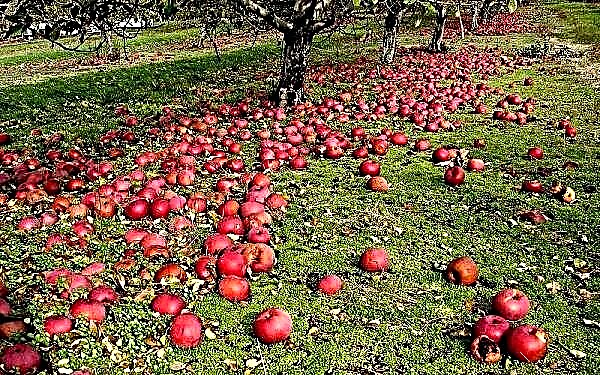 Why do apples fall prematurely and what to do with them?