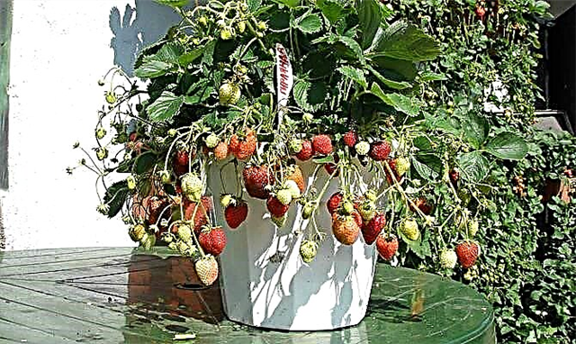 Richteg Betreiung a Kultivatioun vu remontanten ampelösen Erdbeeren