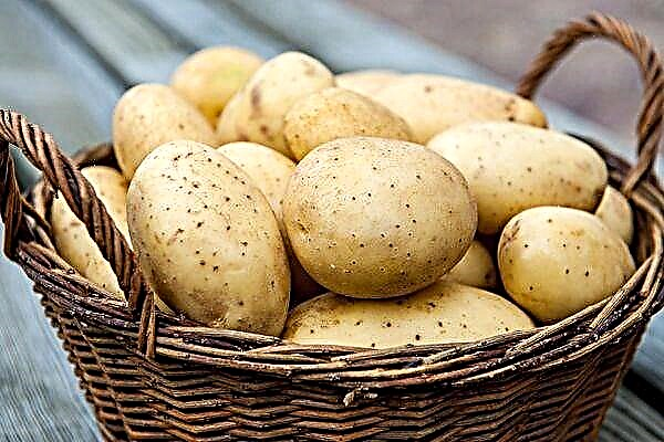 15 από τις πιο νόστιμες και πιο παραγωγικές ποικιλίες πατάτας
