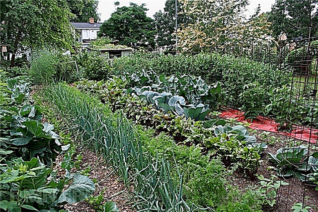 Corriger la rotation des cultures dans le jardin - ce qui peut ensuite être planté