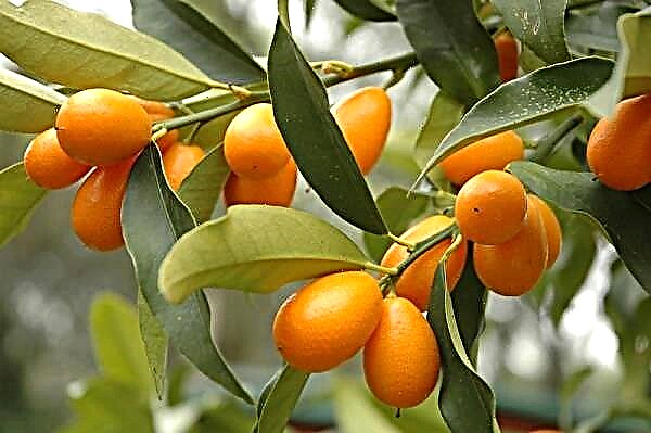 Kumquat fruit - what is it?