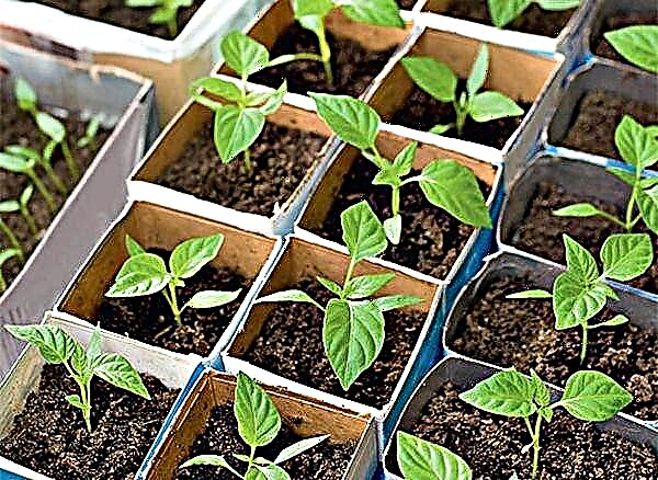 Pravilni uzgoj sadnica paprike kod kuće