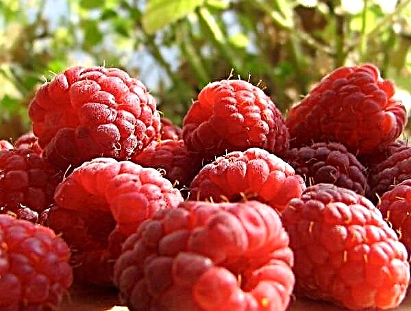 Crescente raspberries in bonis ftuctuosisque