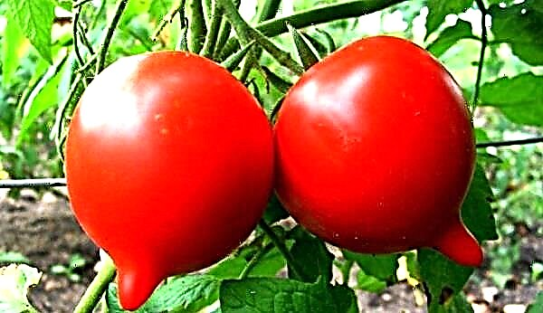 Beschreibung und Eigenschaften der Tomatensorte Jubiläum Tarasenko