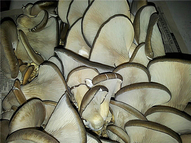 How to dry oyster mushrooms correctly and at the lowest cost