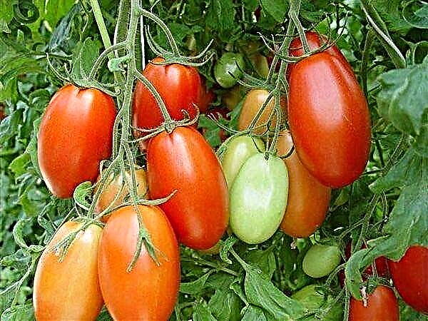 Charakteristiken a Beschreiwung vun der Tomatenzort Roma