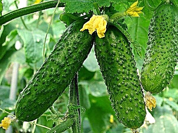 Kwesịrị ekwesị cultivation nke cucumbers na ọhịa
