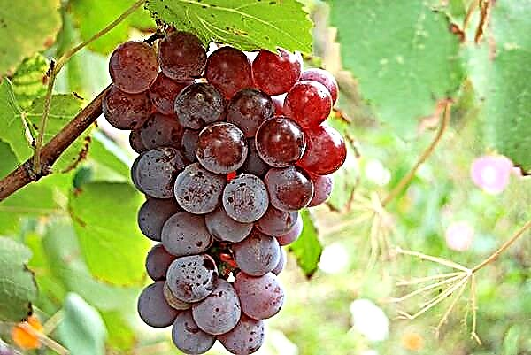 Descrição da variedade de uva Lydia, seus benefícios e malefícios