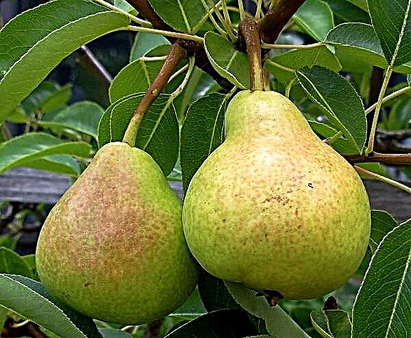 Përshkrimi i plotë i varietetit të dardhës në Veles
