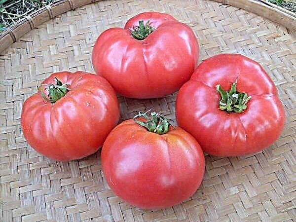 Eng yaxshi 10 ta pushti pomidor