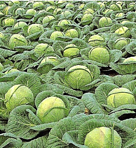 Detailed description and characteristics of cabbage variety Kolobok F1