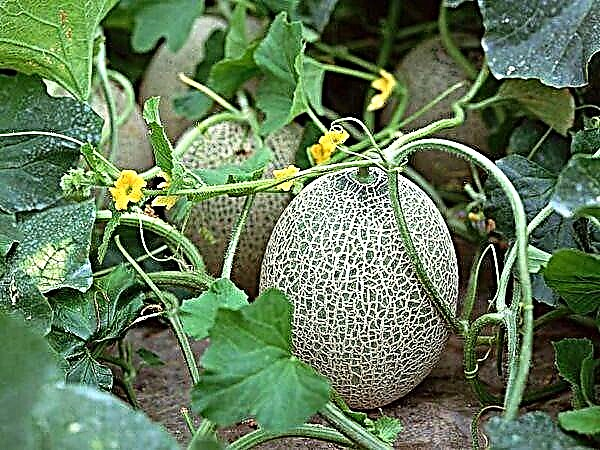 Richtiges Pflanzen einer Melone auf offenem Boden