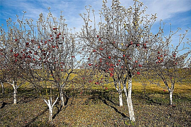 Ինչպե՞ս և ինչով կերակրել խնձորի ծառերը աշնանը ՝ լավ բերք ունենալու համար