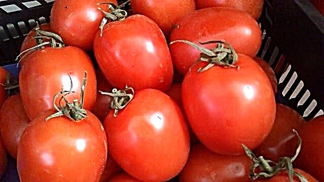 Rio Grande -tomaatin täydellinen kuvaus ja ominaisuudet
